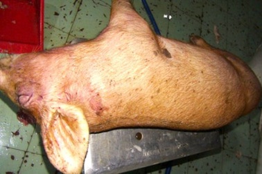 "Đột kích" lò xẻ thịt heo chết