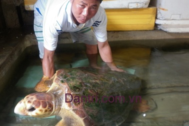 Ngư dân bắt được con vích nặng hơn 50kg 