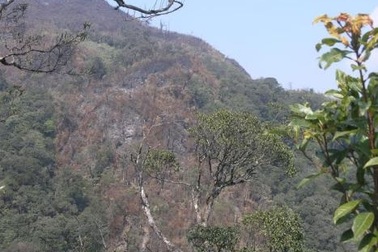 Cháy rừng quốc gia Hoàng Liên - Sa Pa