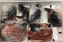 Xương, vụn cá hồi giá siêu rẻ: Khách mua tới tấp, dân buôn ngày bán trăm bộ