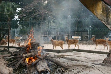 Xem “hệ thống” sưởi ấm cho thú ở công viên Thủ Lệ