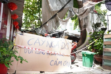 Cư dân thót tim xem lại khoảnh khắc cây gòn cao 20m bật gốc chực đổ vào nhà