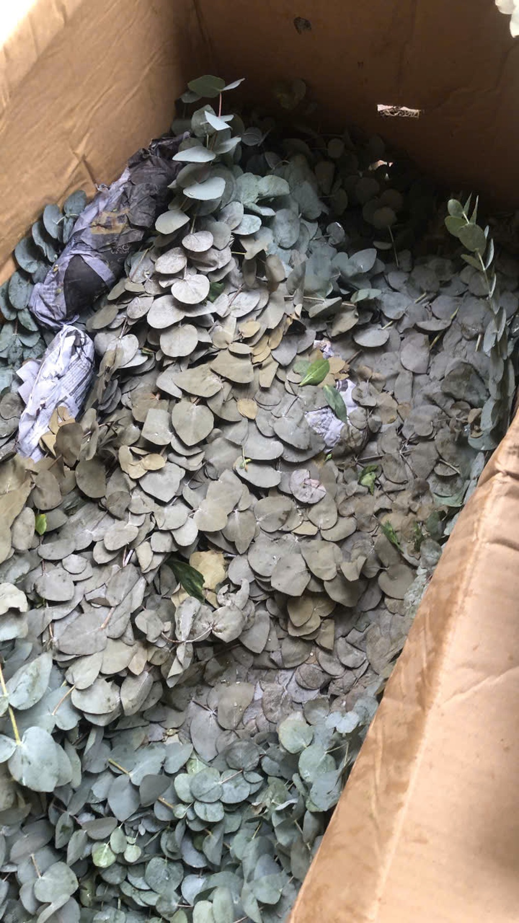 Chủ vườn Lâm Đồng mất trắng nửa tỷ đồng vì nước lũ cuốn trôi nông trại hoa - 5