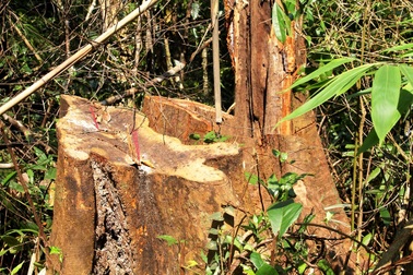 Người dân phá rừng đầu nguồn để làm đồ dùng trong nhà?