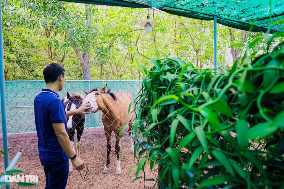 Người nông dân Bình Dương thuần hóa cây lạ cho loại quả 20 triệu đồng/kg - 6 Người nông dân Bình Dương thuần hóa cây lạ cho loại quả 20 triệu đồng/kg - 6