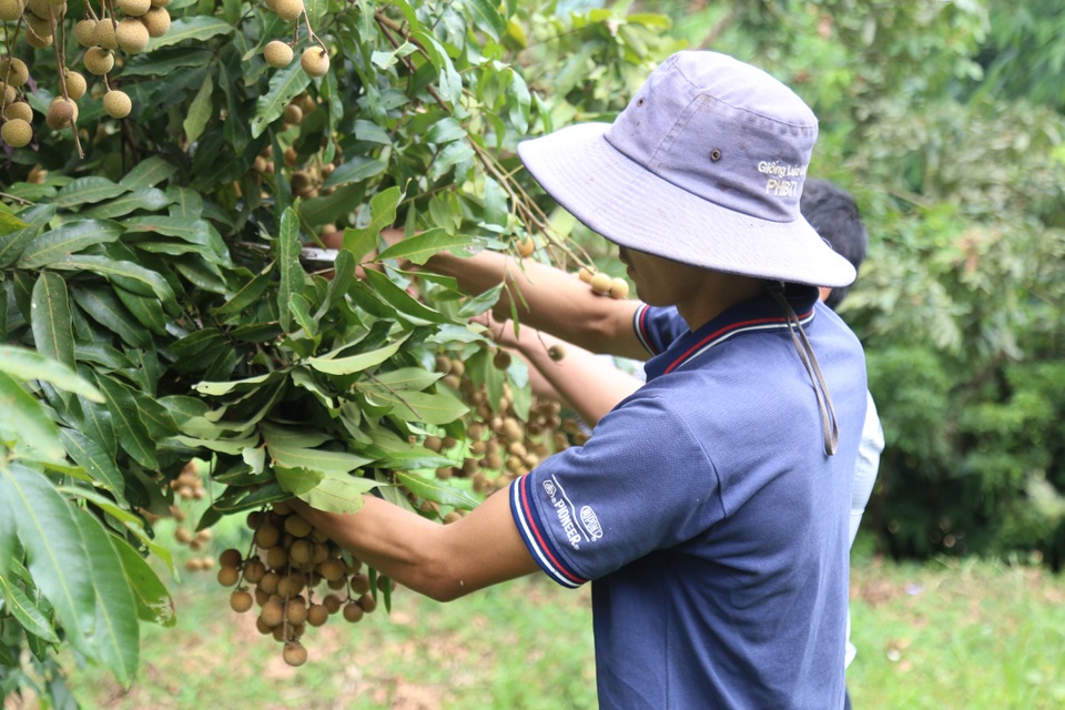 Người dân sông Mã đổi đời nhờ ép cây xóa đói chín sớm - 8 Người dân sông Mã đổi đời nhờ ép cây xóa đói chín sớm - 8