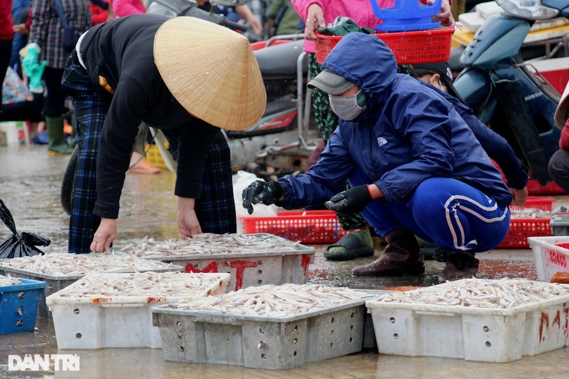 Ngư dân ven biển trúng đậm cá cơm - 6 Ngư dân ven biển trúng đậm cá cơm - 6