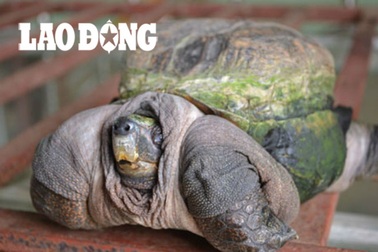 Con rùa kỳ lạ đem lại may mắn cho chủ nhân ở Tiền Giang