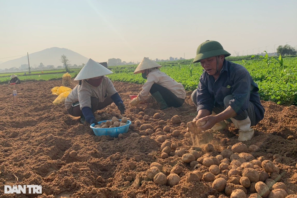 Trồng khoai tây 90 ngày thu 20 tấn/ha, nông dân vẫn... buồn - 2