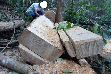 Khởi tố vụ phá rừng phòng hộ nghiêm trọng sau phản ánh của Báo Dân trí!