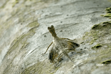 Kỳ lạ loài thằn lằn có khả năng bay như rồng