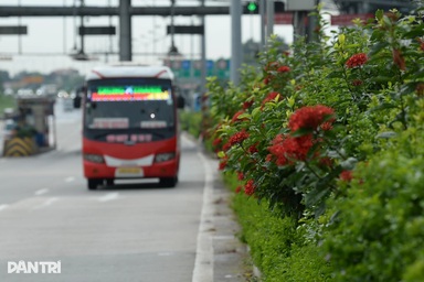 Cây xanh tươi tốt ở dải phân cách giữa cao tốc Pháp Vân - Cầu Giẽ
