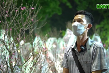 Đào tết hút khách ở TPHCM, giá thành giảm những ngày cuối năm