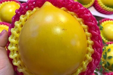 Vú sữa vàng ươm: Lạ mắt giá chát 350 ngàn đồng/quả