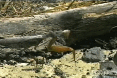 Cận cảnh bọ ngựa “hạ gục” chuột trong nháy mắt