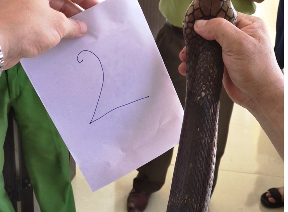 Bắt 2 đối tượng đang vận chuyển 2 con rắn hổ mang chúa đi tiêu thụ - 2 Bắt 2 đối tượng đang vận chuyển 2 con rắn hổ mang chúa đi tiêu thụ - 2