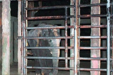 Voi quật chết người vì “dị ứng” mùi sơn?