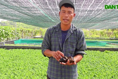 Nuôi con đặc sản hiền khô, ăn toàn thứ rẻ tiền nhưng thu lãi lớn