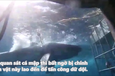 Cá mập trắng tấn công thợ lặn trong lồng sắt và cái kết
