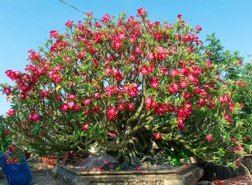 Vườn sứ khủng, hoa nở quanh năm mê hoặc người ngắm - 1 Vườn sứ khủng, hoa nở quanh năm mê hoặc người ngắm - 1