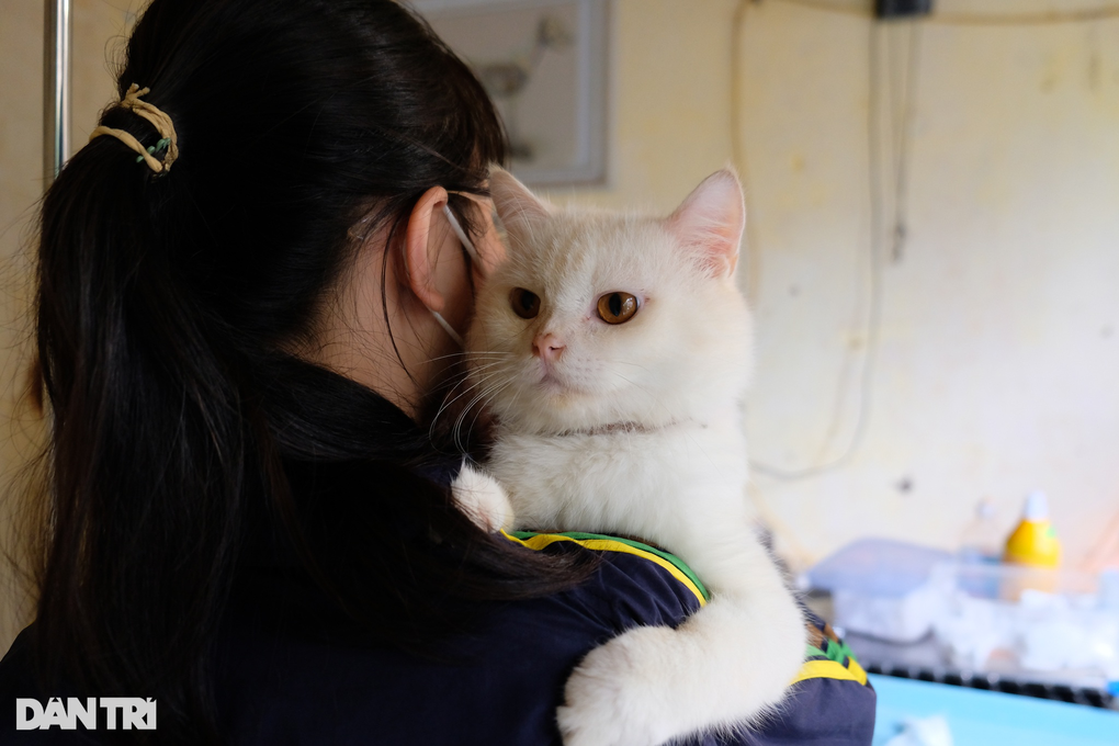 Biệt đội cứu hộ chó mèo đặc biệt ở Hà Nội - 14 Biệt đội cứu hộ chó mèo đặc biệt ở Hà Nội - 14