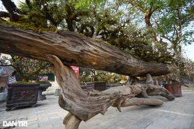 Nhất chi mai 300 triệu đồng bày bán vỉa hè chờ "thượng đế" rước về chơi Tết