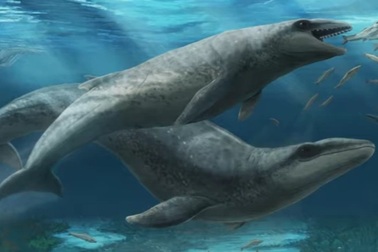 Phát hiện loài cá voi có kích thước bằng con người