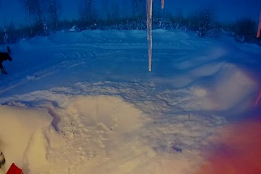 Clip khoảnh khắc hiếm thấy của nai sừng tấm khiến nhiều người kinh ngạc