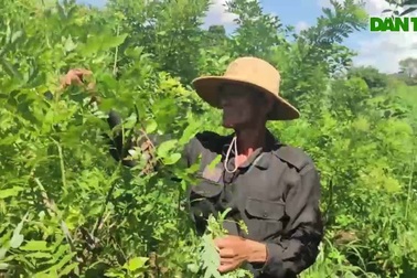 Người dân vùng khó nở rộn phong trào trồng cây hoa hòe