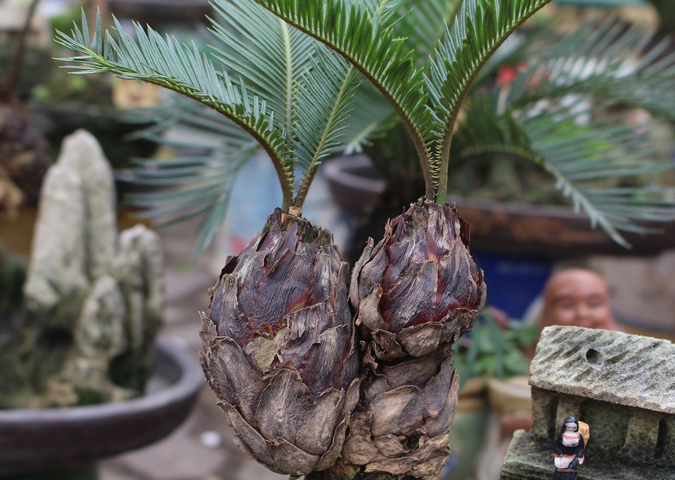 Chán mai, ngán đào, nhiều thượng đế săn lùng mua vạn tuế bonsai chơi Tết - 4 Chán mai, ngán đào, nhiều thượng đế săn lùng mua vạn tuế bonsai chơi Tết - 4