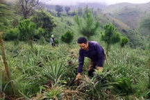 90% cây rừng chết trắng, nông dân áp dụng cách làm giàu "có một không hai"