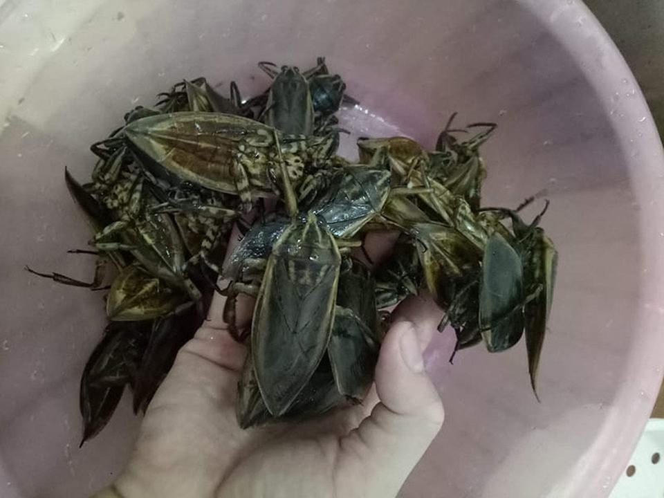 Loại côn trùng giống gián bán 3,5 triệu đồng/kg, nhà giàu mua về hưởng thơm - 2 Loại côn trùng giống gián bán 3,5 triệu đồng/kg, nhà giàu mua về hưởng thơm - 2