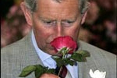 Thái tử Charles đi cấy tóc? 