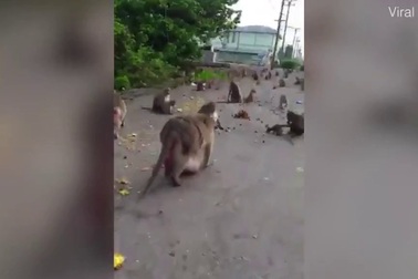 Chú khỉ béo phì đi lại ì ạch trong vườn thú