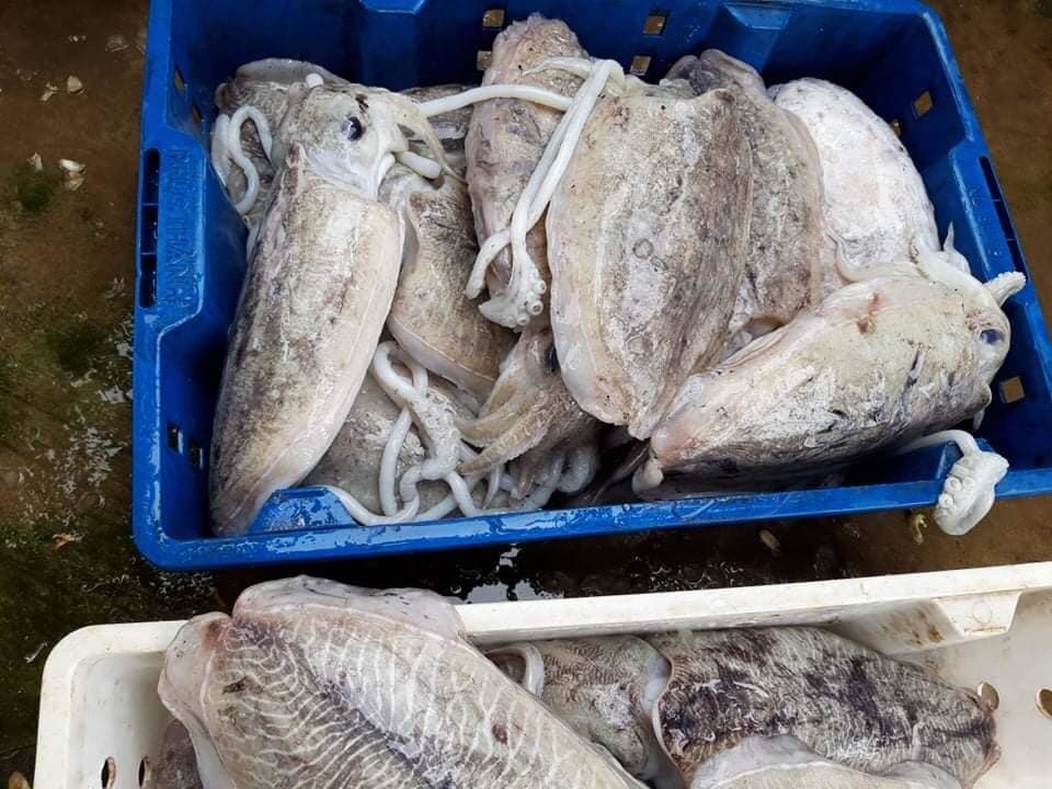 Loại mực nổi vân lạ trên mai, nặng tới 2 kg/con về chợ Hà Nội - 1