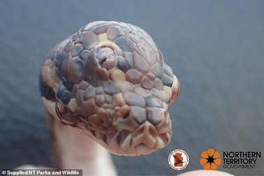 Phát hiện trăn thảm 3 mắt cực hiếm