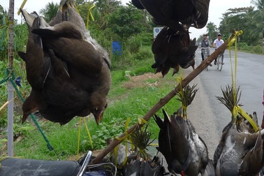 Chưa kịp đón xuân, chim trời bị... treo bán từ lộ xuống phà