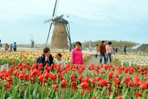 Thành phố cắt bỏ 100.000 bông hoa nhằm tránh người tới ngắm quá đông