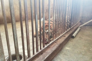 Cận cảnh những cá thể hổ đang nuôi nhốt tại nhà dân ở Nghệ An