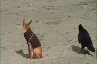 Cười chảy nước mắt với những trò đùa của động vật