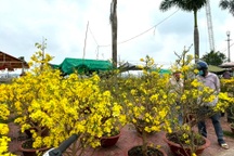 Cần Thơ miễn phí mặt bằng, điện nước cho các hộ bán hoa Tết