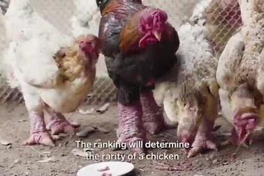 Báo Tây lý giải vì sao gà Đông Tảo của Việt Nam có giá "đắt như trên trời"