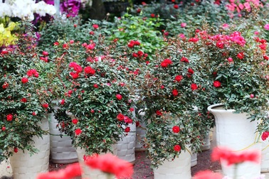 Những chậu hoa hồng giá rẻ hút người mua dịp cận Tết