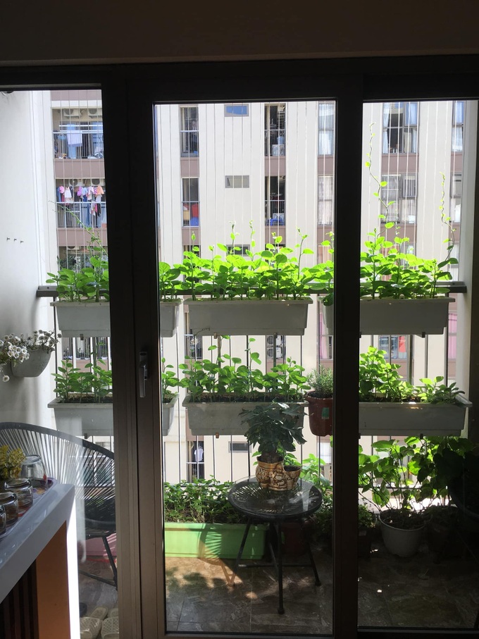 Với chi phí 2,5 triệu đồng, bà mẹ Hà Nội trồng đủ loại rau sạch cho các con thưởng thức hàng ngày - Ảnh 2. Với chi phí 2,5 triệu đồng, bà mẹ Hà Nội trồng đủ loại rau sạch cho các con thưởng thức hàng ngày - Ảnh 2.