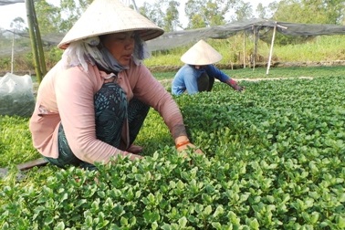 Rau rẻ như... rác