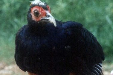 Phát hiện nhiều loài chim, động vật quý hiếm tại rừng Cuôi