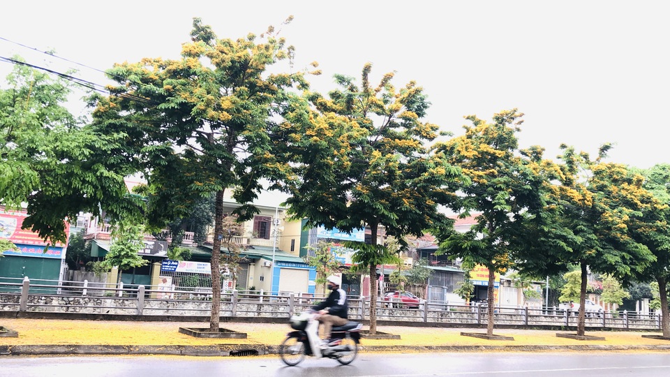 Mùa hoa Giáng Hương rực rỡ thành Vinh - 22 Mùa hoa Giáng Hương rực rỡ thành Vinh - 22