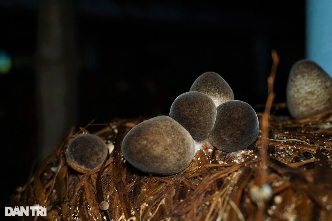 Cuối năm, nông dân lội nước, đạp rơm rạ thành tiền lo Tết - 12