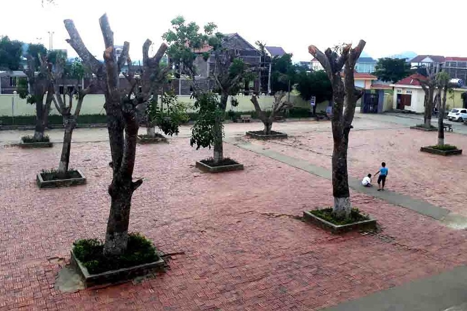 Hàng loạt cây xanh trong khuôn viên nhà trường bị cắt tỉa cành trơ trọi - 3 Hàng loạt cây xanh trong khuôn viên nhà trường bị cắt tỉa cành trơ trọi - 3