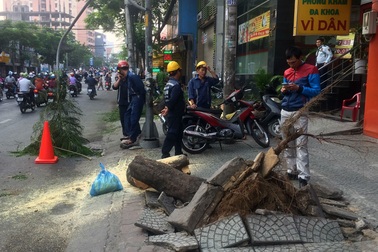 Cây phượng bật gốc đè 3 người đi đường ngày 23 Tết